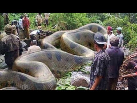 African Rock Python Snake2023