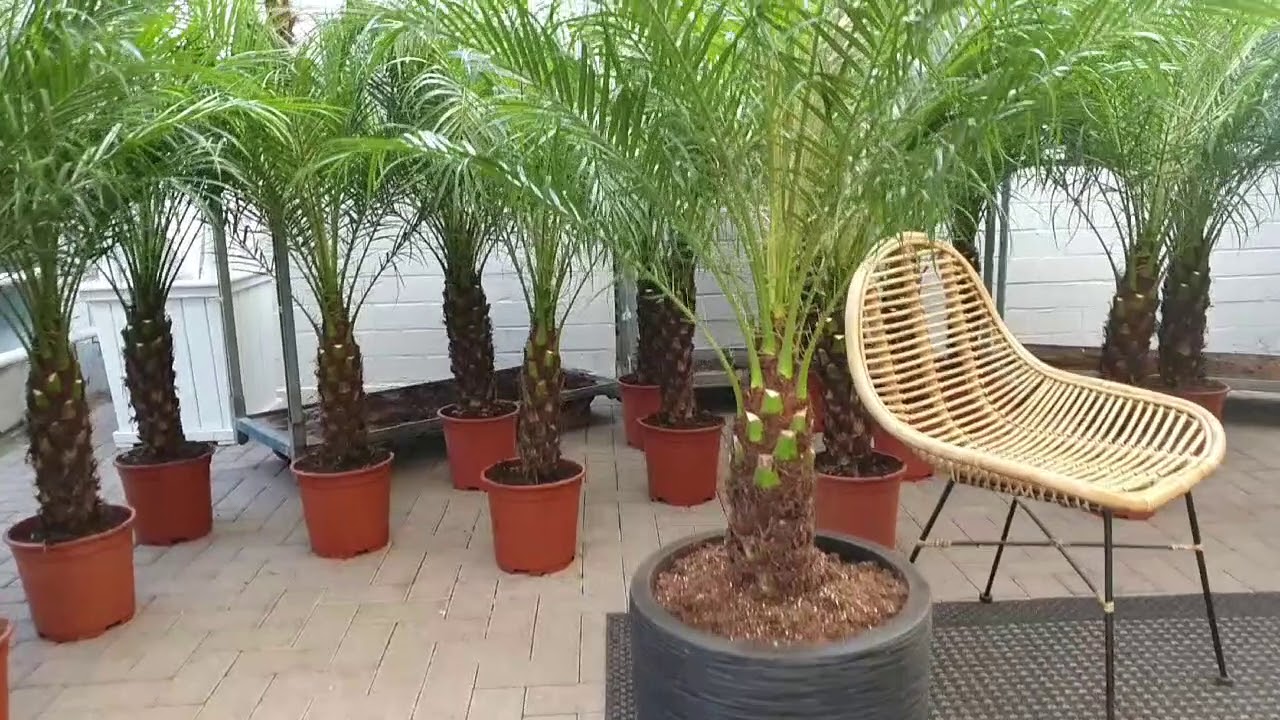 Die ZwergDattelpalme als Zimmerpflanze "Zimmerpalme". YouTube