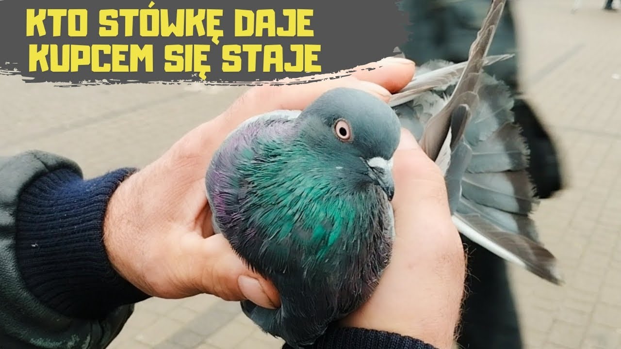 Giełda Zwierząt Lublin 05.10.2024 Gołębie Króliki Perliczki Przepiórki Kury Papugi Kanarki Rybki