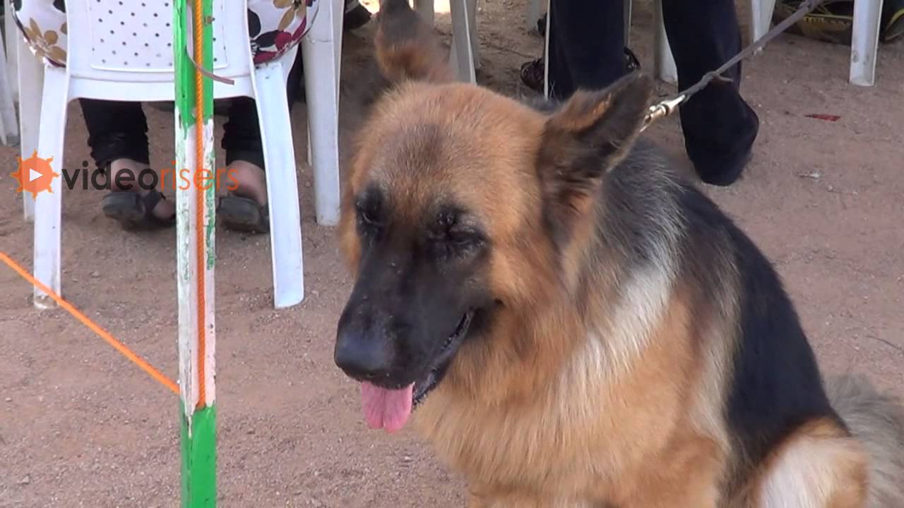 attractive german shepherd dog kennel club 2013 dog show YouTube