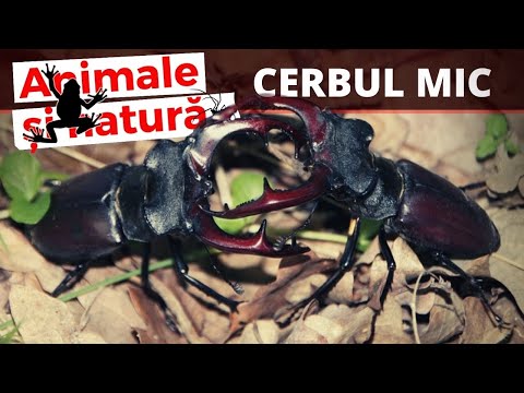 Video: Ce este un gândac negru cu clește mari?