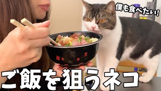 ママの海鮮丼を狙う親子猫！
