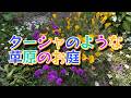 【お庭紹介】ターシャのような草原の庭2026.5.26