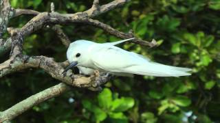 Fairy Terns, Seychelles