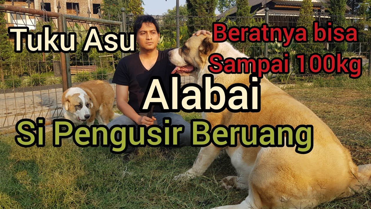 Anjing Pilihan Saya Alabai Si Pengusir Beruang Youtube