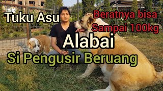 Anjing Pilihan Saya, Alabai si Pengusir Beruang