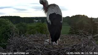 06:00 Uhr bis 11:15 Uhr 14.05.2026 Storchennest Altlandsberg (Storchenkamera)