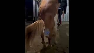 Horse mating revealed system #animals #horse #farming