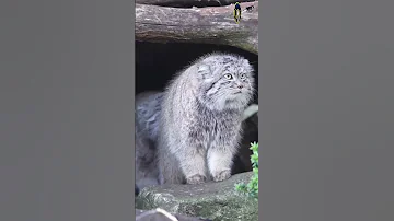 МАНУЛ СВИРЕПЫЙ ДИКИЙ КОТ