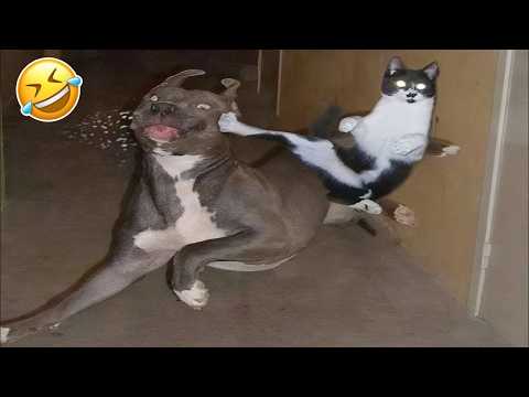 You Laugh You Lose 😂 Top Funny Cats and Dogs Videos 2026 😹🐶 Part 3