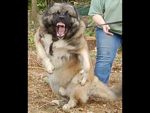 The Caucasian Shepherd Dog - Info and Favourite Attack Method!