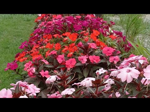 Vídeo: Malmequeres (63 Fotos): Características Do Plantio E Cuidados Em Campo Aberto. Como Cultivar Flores Tagetesa Perenes?