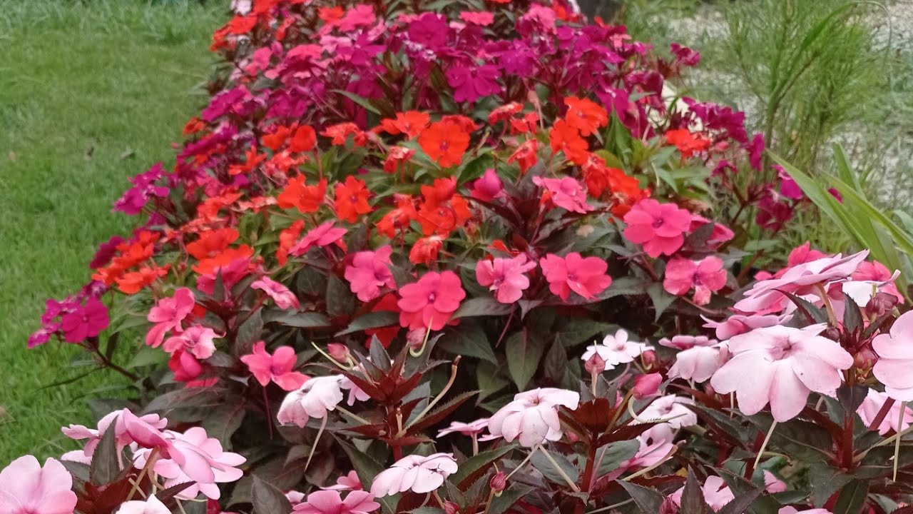 NÃO COMETA os mesmos ERROS como eu, ao PLANTAR suas flores Beijinho ( sunpatiens) - thptnganamst.edu.vn