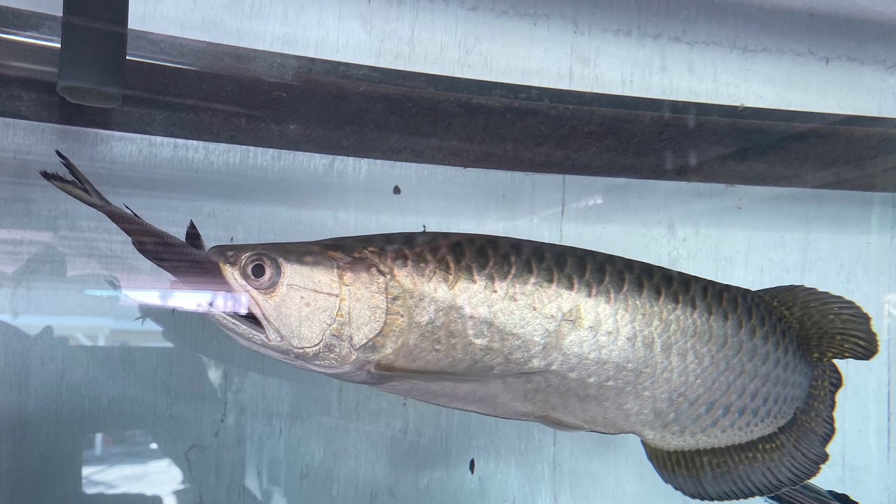 Arowana (Jardini) eating Bala shark with Silver dollar fish YouTube