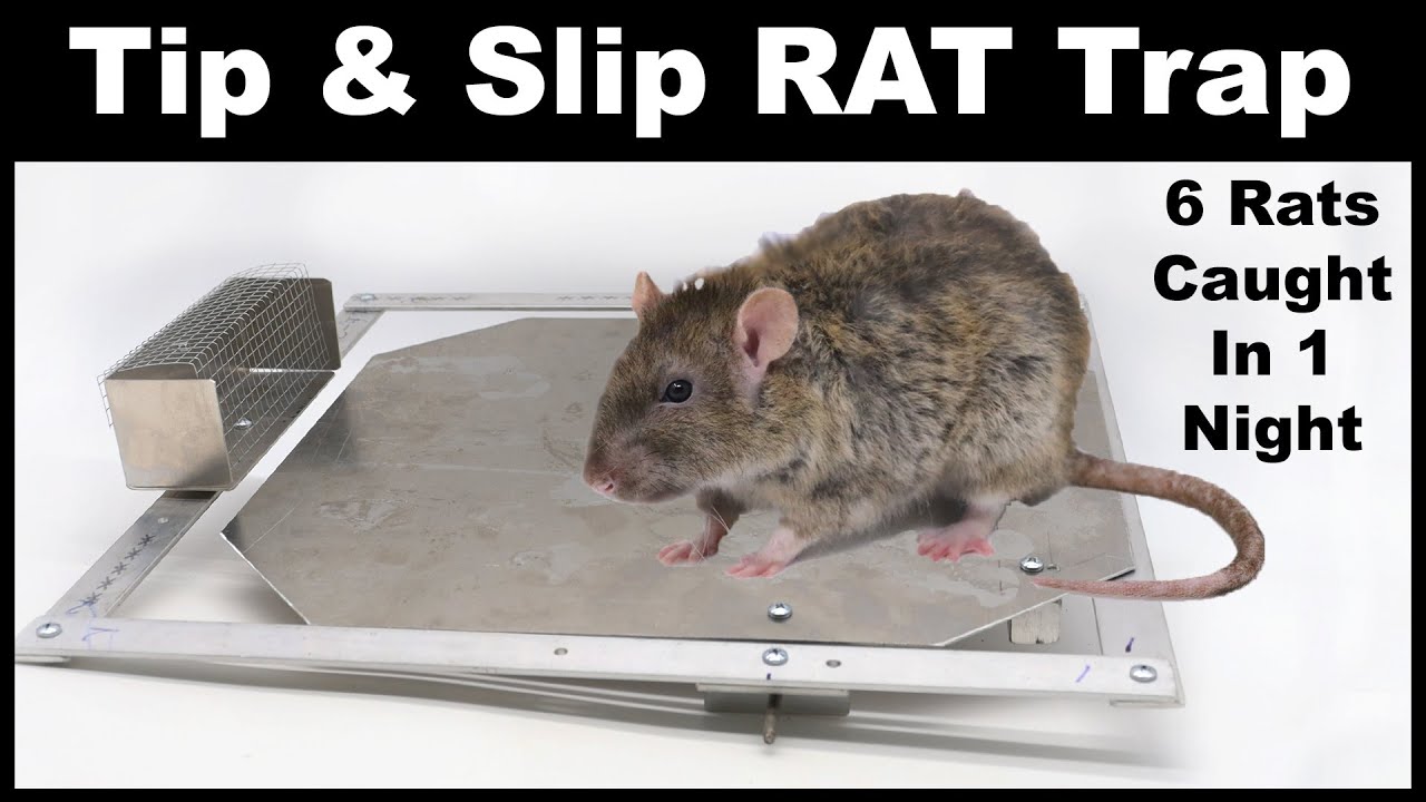 Rat Trap. Домовые мыши. Крысоловка электрическая Electric rat Trap \ъ. Mouse rat LP. 6 рата