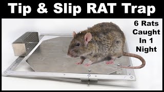 The Tip & Slip RAT Trap - 6 Rats caught in 1 night. A Great Rat Trap. Mousetrap Monday