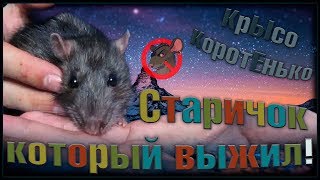 Старый крыс, который выжил. Непасю легче, а мы в шоке! (Fancy Rats) Старый крыс, который выжил. Непасю легче, а мы в шоке! (Fancy Rats)