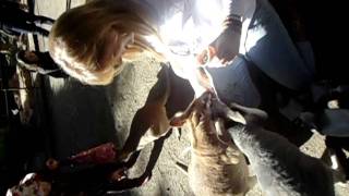 Kangaroo.AVI