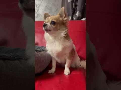 Video: Jak zavřít štěkání psa