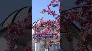 У Тернополі квітнуть райські яблуні