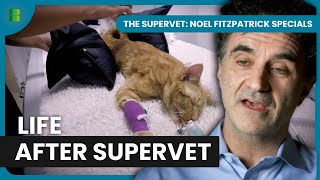 Revisiting The Supervets Toughest Cases The Supervet Noel Fitzpatrick Specials Banijay Wild
