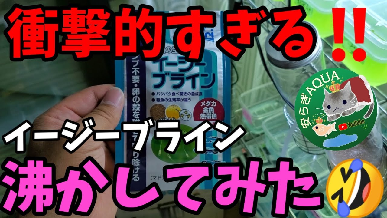 実験 孵化率９９ のメダカ稚魚に最強の生き餌 新ベトナム産ブラインシュリンプの沸かし方 めだかの食欲が止まりません 栄養価ではブラインシュリンプ勝る生き餌はないらしい 安らぎaquaちゃんねる Youtube