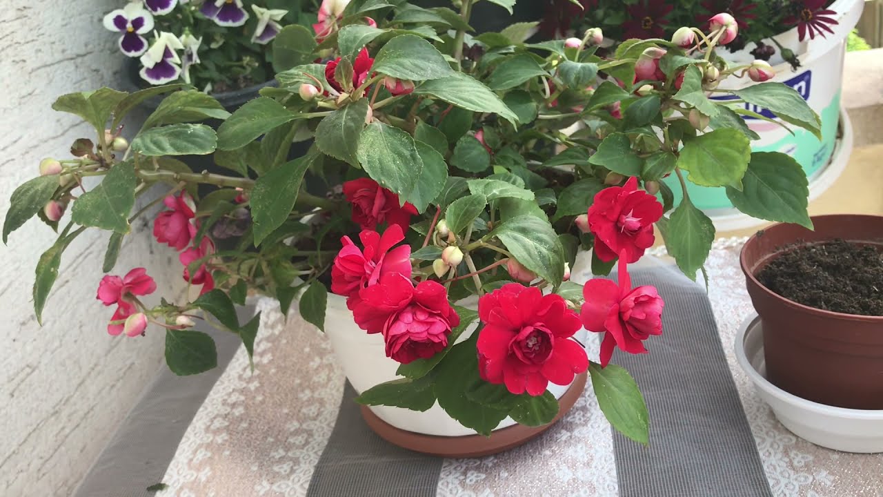 Katmerli cam güzeli çoğaltma ve bakım (katlı cam güzeli)