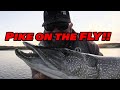 Pike on the Fly! | Secret Fly!!