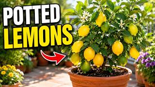 🍋 5 Tips to Grow Lemon Trees in Pots at Home