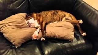 English Bulldog snoring