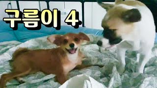 [RescueDog]로드킬 위험에서 구출한 강아지 구름이의 근황입니다. 구름이 4 by 컨츄리DogTV 379,387 views 3 years ago 3 minutes, 30 seconds