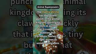 Animal Fact animal quickfacts  shorts