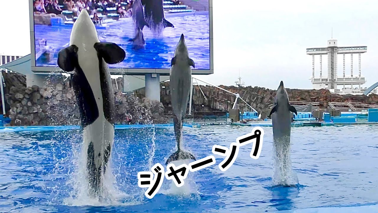 シャチとイルカのトリプルジャンプ リン セナ エール【名古屋港水族館