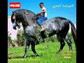 اغنية زينة داودية اغنية عيطة الغزال مع صور جميلة للفروسية التقليدية المغربية 