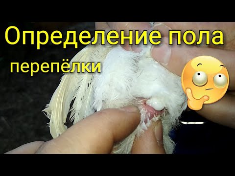 Как отличить перепелов самку