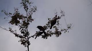 4K Video Of Vulnerable Species Hypopyrrhus Pyrohypogaster Red-Bellied Grackle Cacique Candela