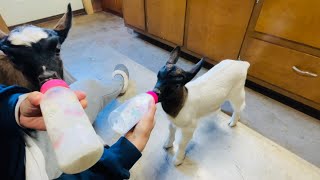 DAY IN THE LIFE AT THE FARM | Goats & Chickens. How to Start Flower Seeds indoors.