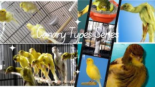 Exploring Unique Canary Breeds Border Fancy, North Frilled, Gibber Italicus Canaries Part 9