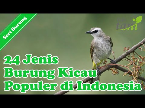 Video: Burung Indo Jenis Apa