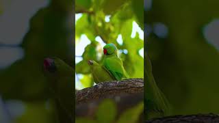 Peaceful Nature View with Loving Parrots 💚✨Cute Parrot Love Story in Nature 🌳🦜 #birdlove #birdlives
