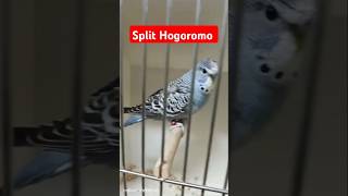 Blue Factor Split Hagoromo Breed Male