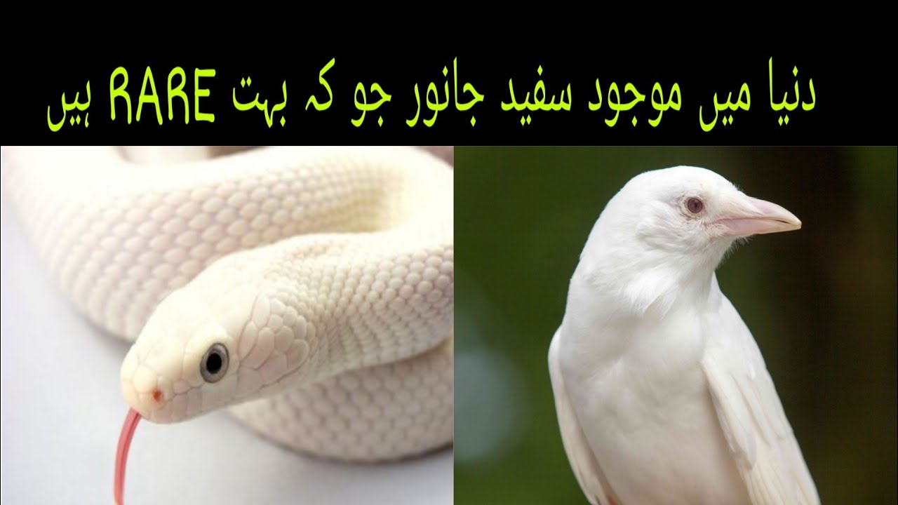 White Animals in this world |Rare and Unique White Animals in this