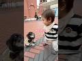 ひーくんになでなでさせてあげました🐶🐾byちまき　#チワワ #犬のいる生活 #shorts