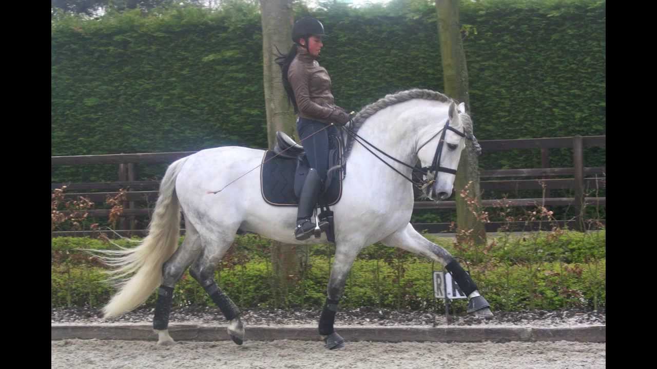 Pre Andalusian Dressage Stallion Argentino