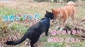 犬が首をかしげる音を聞かせてみた Sound That Makes Dog Tilt The Head Youtube