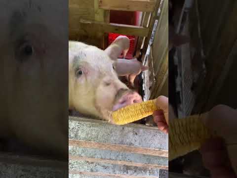 Pig eating Corn