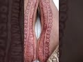 Shorts Youtubeshorts Shadi Suhagraat Mehndi