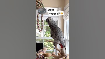 Symon says: Alexa an me are loving💕on each other today😆🦜#alexa #symon #talkingparrot #birds #pet