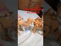 Eid qurbani camel 🐫🐪 2026 AMD vlog Boss Boss j3y