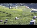 好茶分享～杉林溪原始林春茶一斤2000元、羊仔灣春茶一斤2000元 訂購專線☎️0962-039-999